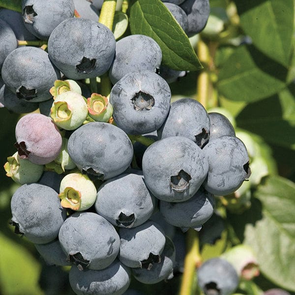 dt-brown FRUIT 1 x 2ltr Potted Plant Blueberry Bluecrop Fruit Plant