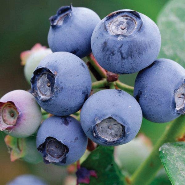 dt-brown FRUIT Blueberry Draper Fruit Plant