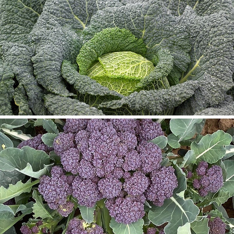 dt-brown VEGETABLE PLANTS Cabbage & Broccoli Best of Both Collection