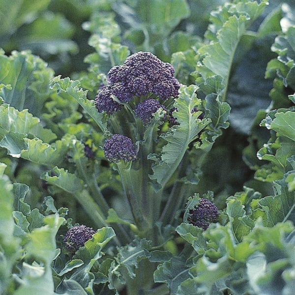 dt-brown VEGETABLE PLANTS Sprouting Broccoli Claret F1 Plants