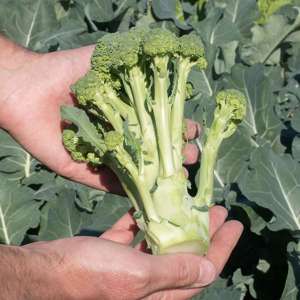 dt-brown VEGETABLE PLANTS 10 Plants (LATE) Sprouting Broccoli Montebello Plants