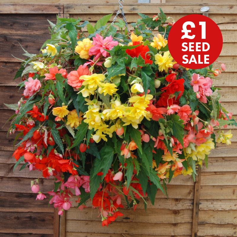 dt-brown FLOWER SEEDS Begonia Illumination Mixed F1 Flower Seeds