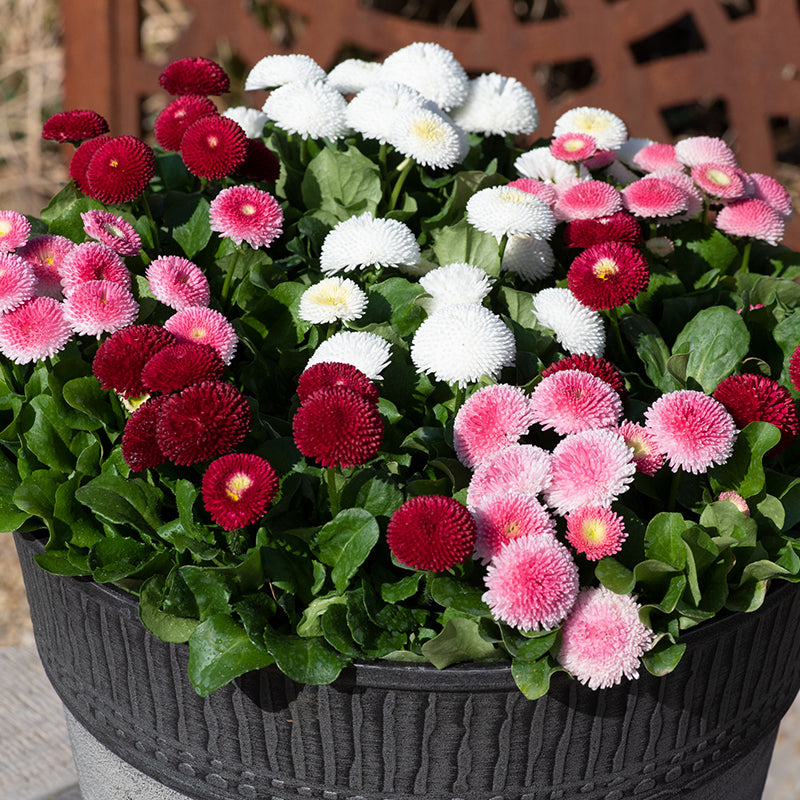 Bellis English Daisy Flower Plants