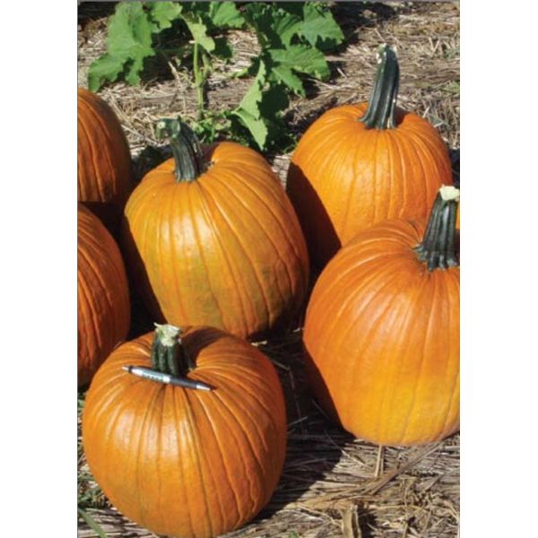 Pumpkin Big Doris F1 Seeds