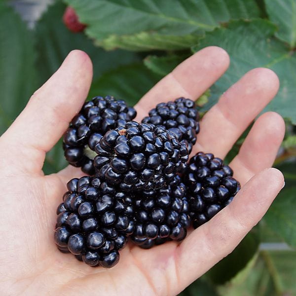 dt-brown Blackberry Mont Blanc Plant