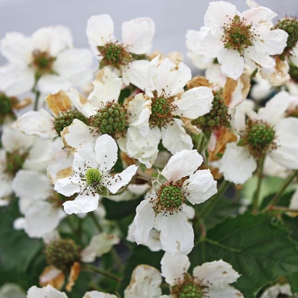 dt-brown Blackberry Mont Blanc Plant