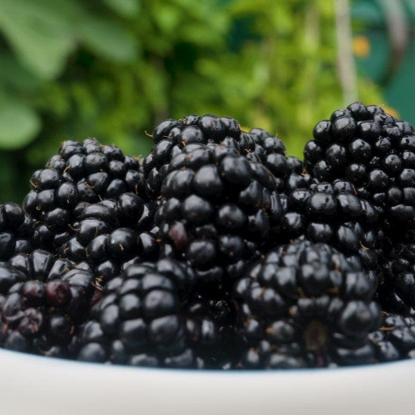 dt-brown Blackberry Loch Katrine Plant