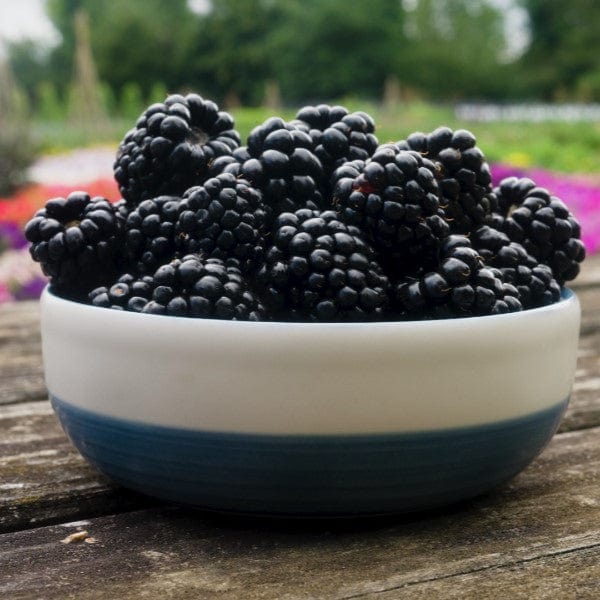 dt-brown Blackberry Loch Katrine Plant