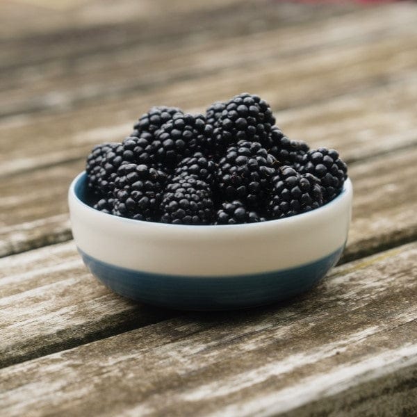 dt-brown Blackberry Loch Katrine Plant