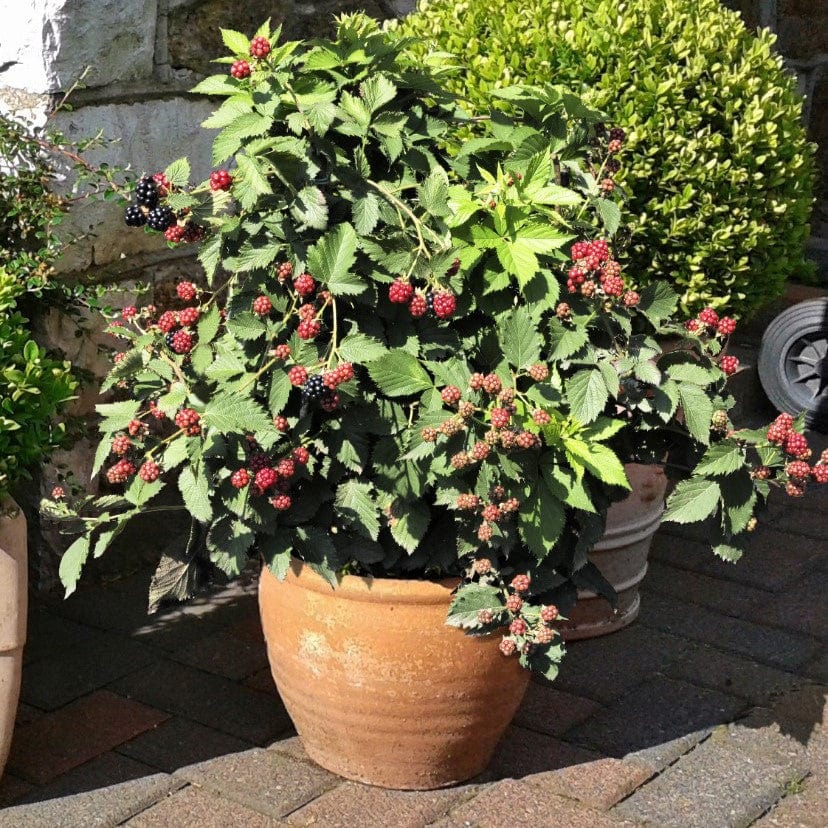 dt-brown FRUIT Blackberry TinyBlack Fruit Plant