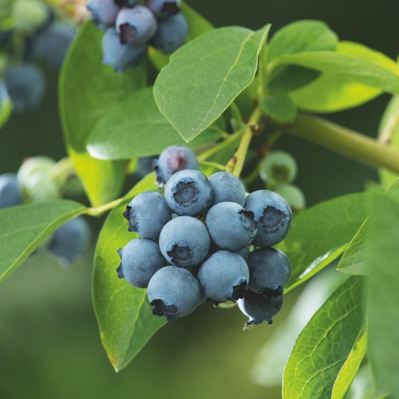 Blueberry Brigatta Blue