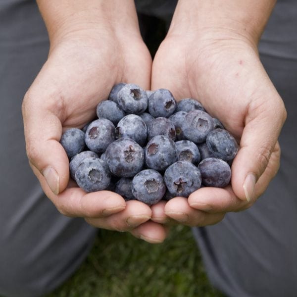 dt-brown FRUIT Chandler Blueberry 2ltr Potted Plant