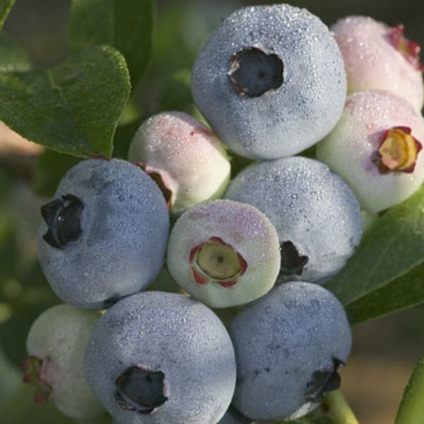 dt-brown FRUIT Chandler Blueberry 2ltr Potted Plant