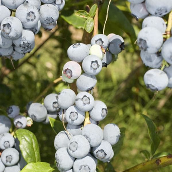 dt-brown FRUIT Blueberry Duke Fruit Plant
