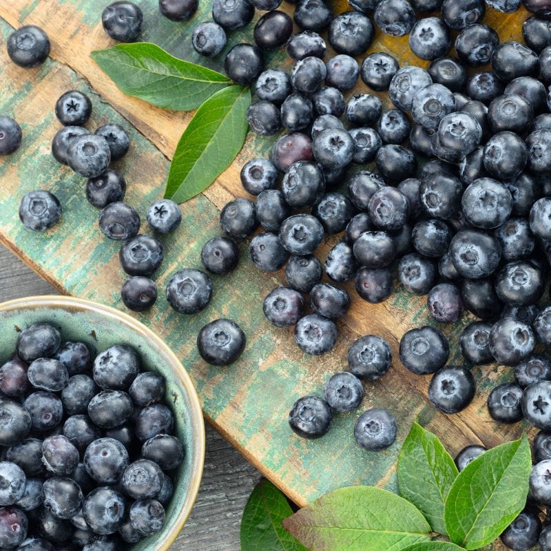 dt-brown FRUIT Blueberry Elliot Fruit Plant
