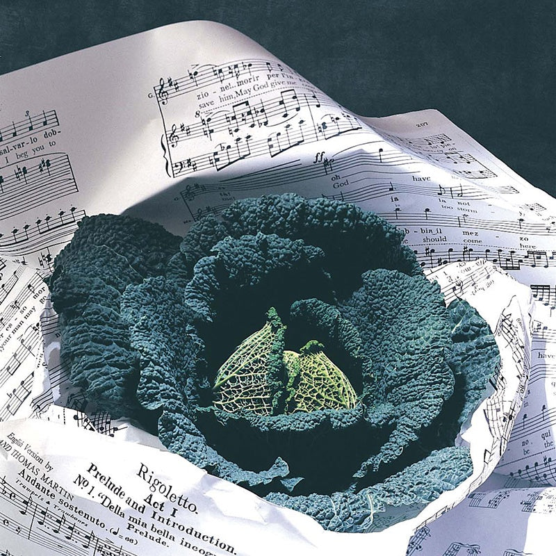 Cabbage Rigoletto F1 Veg Plants