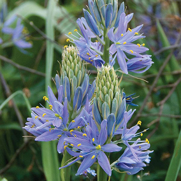 Close-up of blue flowers with green stems and leaves on a blurred natural background