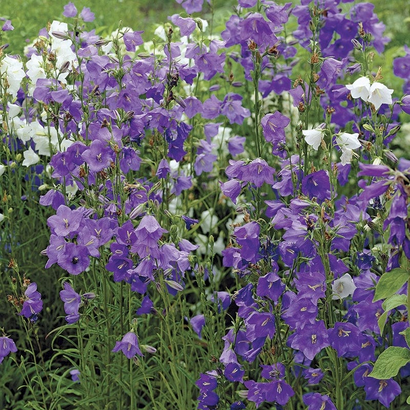dt-brown FLOWER PLANTS Campanula perscifolia Blue Potted Flower Plant