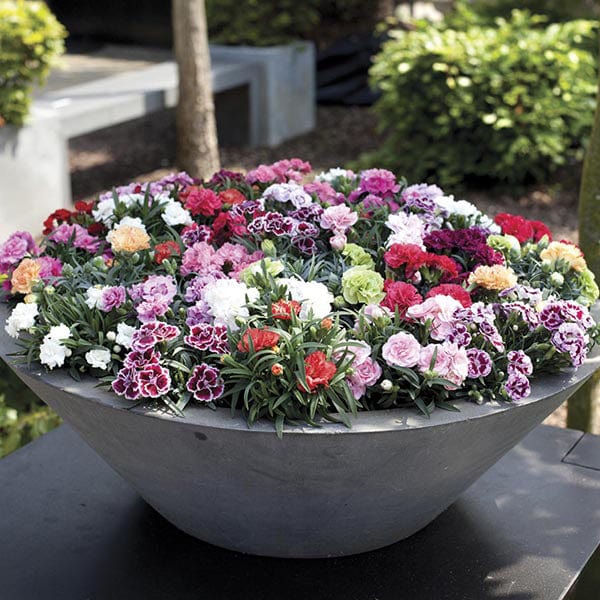 dt-brown FLOWER PLANTS Patio Pot Carnation Flower Plant Collection