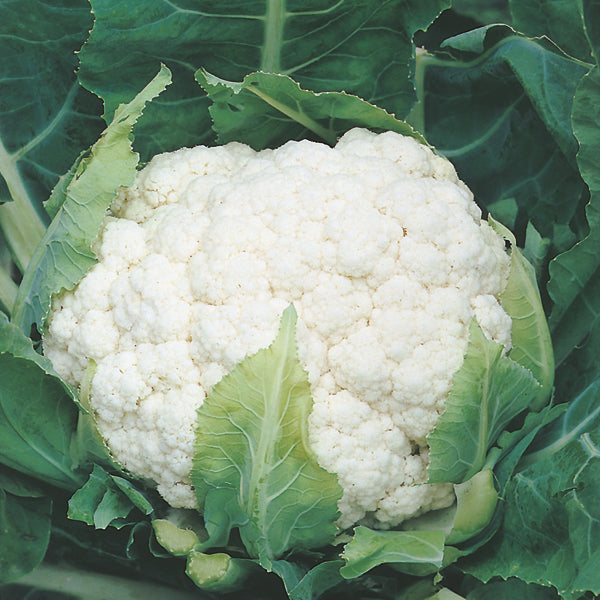 Cauliflower Aalsmeer Plants