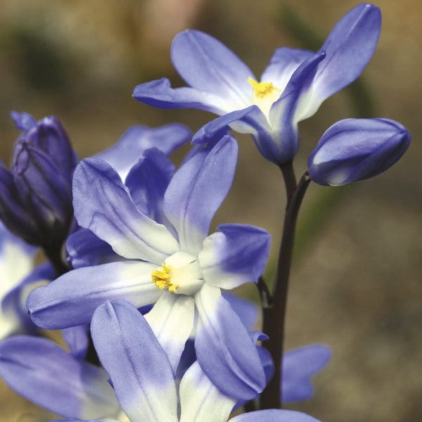 dt-brown FLOWER BULBS Chionodoxa Luciliae Flower Bulbs