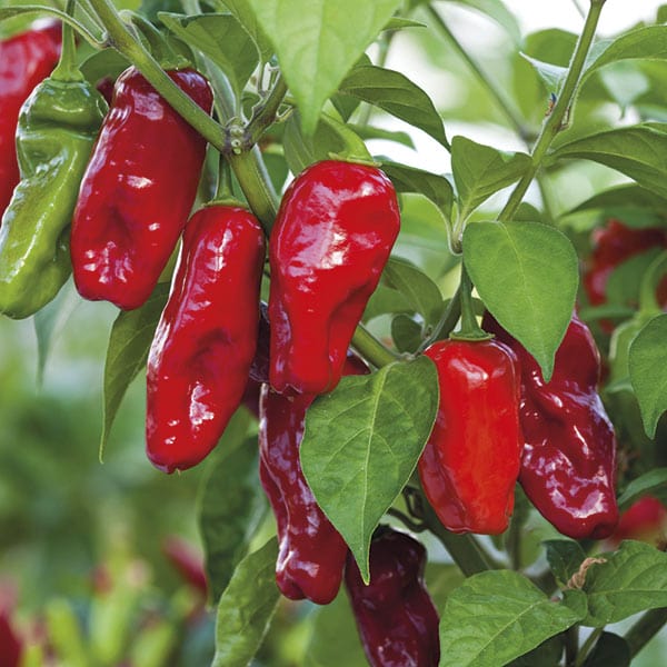 Chilli Pepper Plants