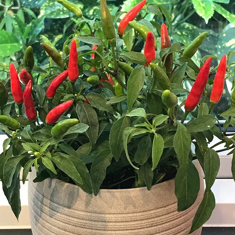 mirchi plant in pot Chilli Quickfire Vegetable Plants From D.T. Brown