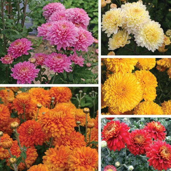 dt-brown FLOWER PLANTS Woolmans Chrysanthemum Pennine Outdoor Spray Collection