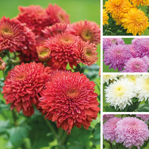 dt-brown FLOWER PLANTS Woolmans Gompie Chrysanthemum Outdoor Collection