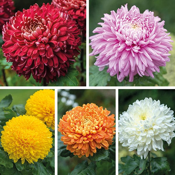 dt-brown FLOWER PLANTS Woolmans Chrysanthemum Outdoor Bloom Flower Plant Collection