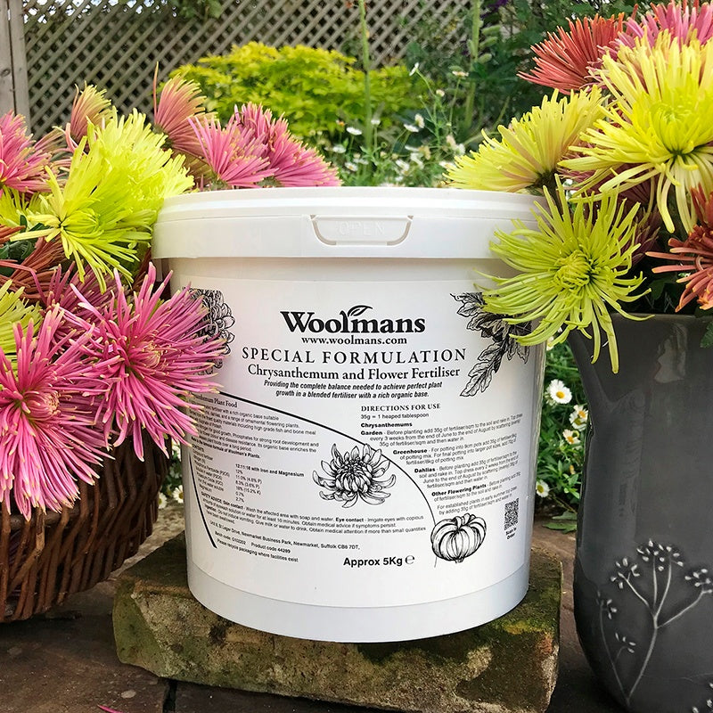 Chrysanthemum and Flower Plant Feed