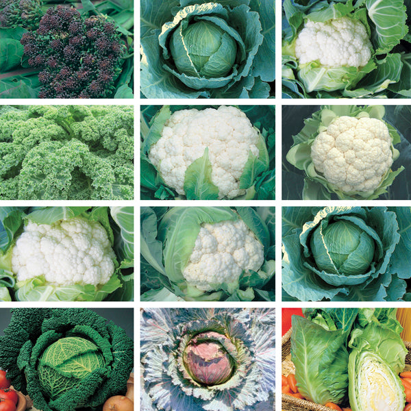 Autumn & Winter Cropping Vegetable Plant Collection