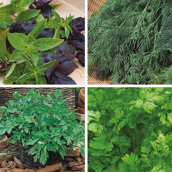 dt-brown VEGETABLE SEEDS Annual Herbs Seed Collection