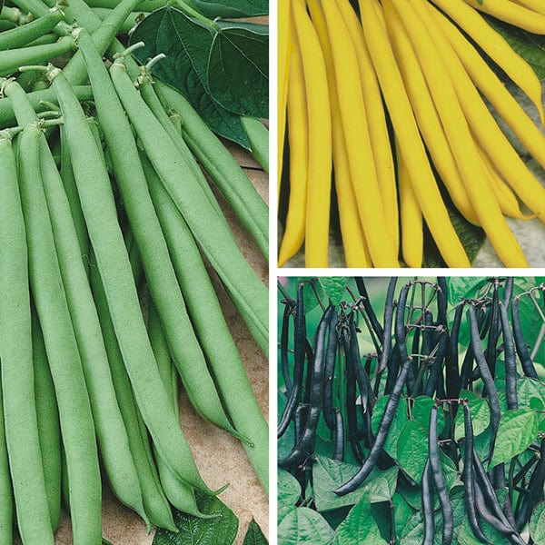 dt-brown VEGETABLE SEEDS Dwarf French Bean Seed Collection