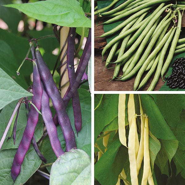 dt-brown VEGETABLE SEEDS Climbing French Bean Seed Collection