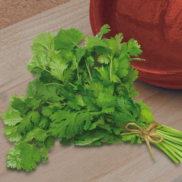 dt-brown VEGETABLE PLANTS 3 x 9cm Potted Plants (LATE) Coriander Herb Plants