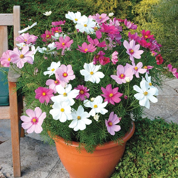 DT Brown FLOWER PLANTS Cosmos Sonata Mixed Plug Plants