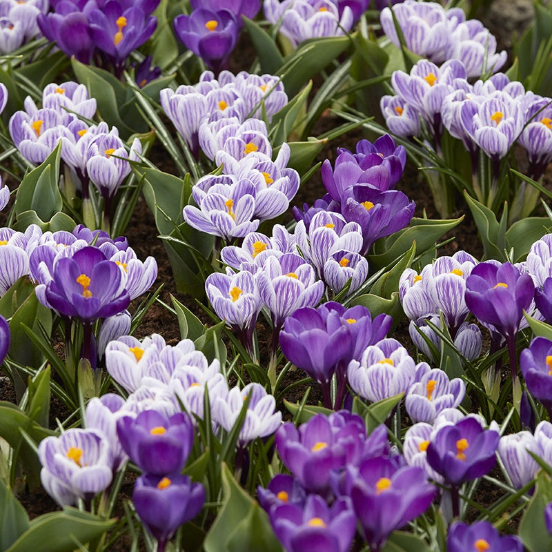Bouquet of purple and white crocuses with green leaves