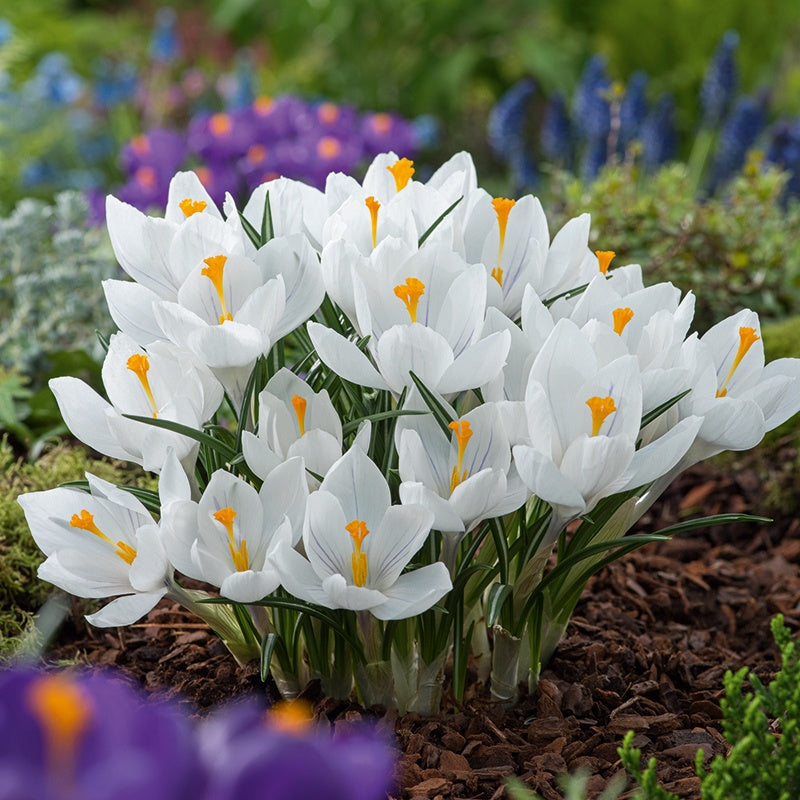 White crocus flowers with yellow centers in a garden setting