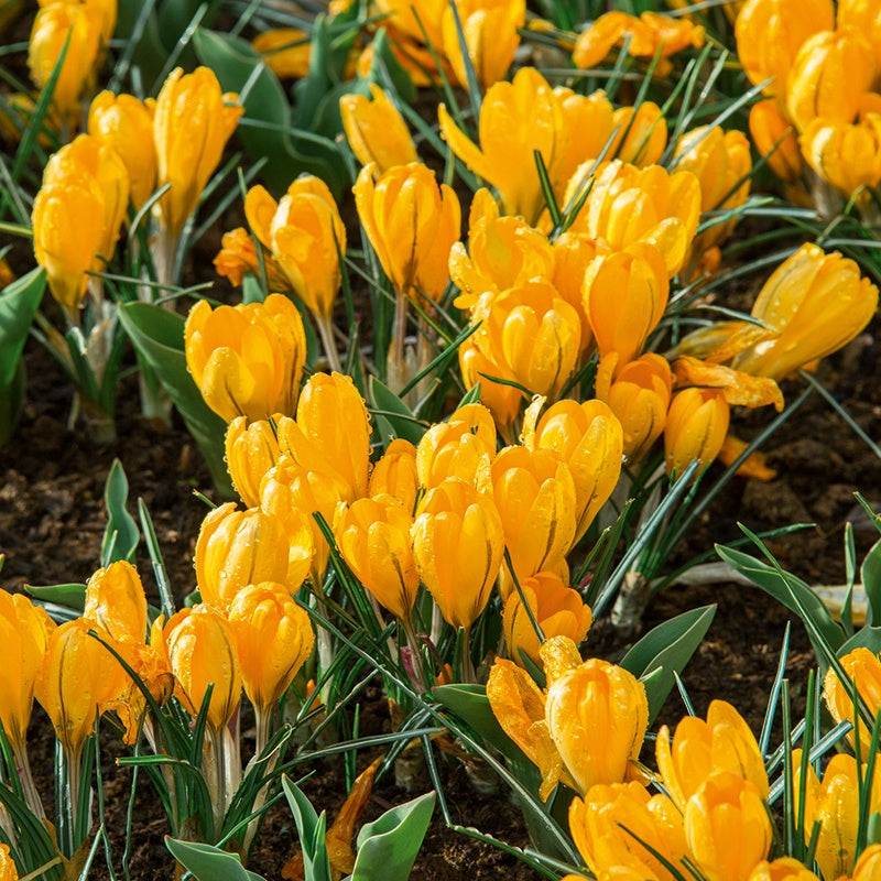 Yellow crocus flowers blooming in a garden