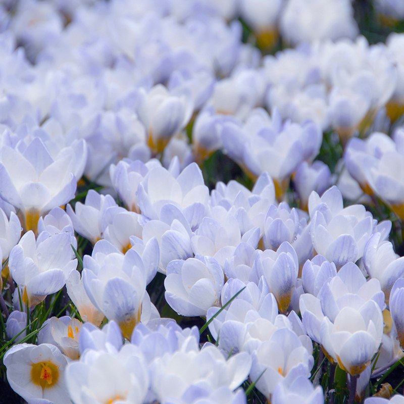 Close-up of white crocus flowers with a blurred background