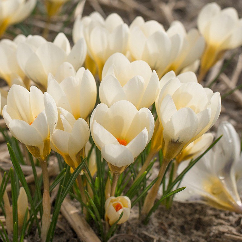 White crocus flowers with a blurred natural background