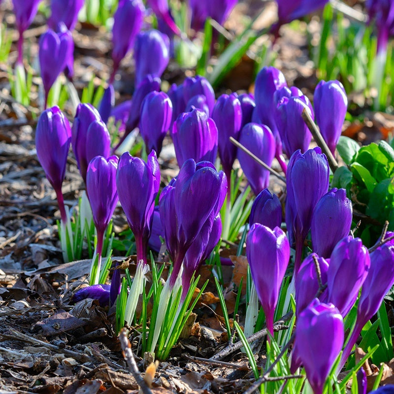 Purple crocus flowers blooming in a garden with green leaves and brown mulch.