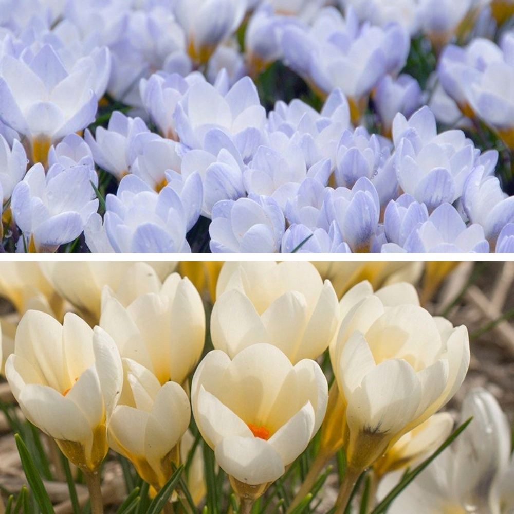 Crocus Mixed Bulbs