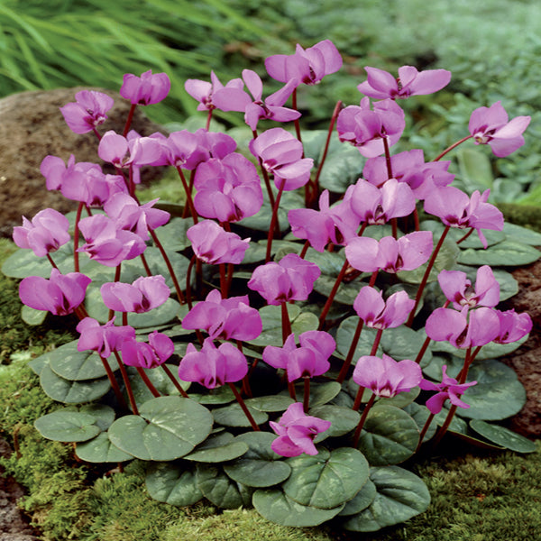 Pink cyclamen flowers with green leaves on a natural background