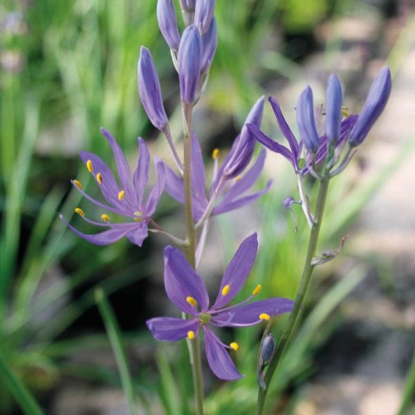 dt-brown FLOWER BULBS Camassia Quamash Flower Bulbs