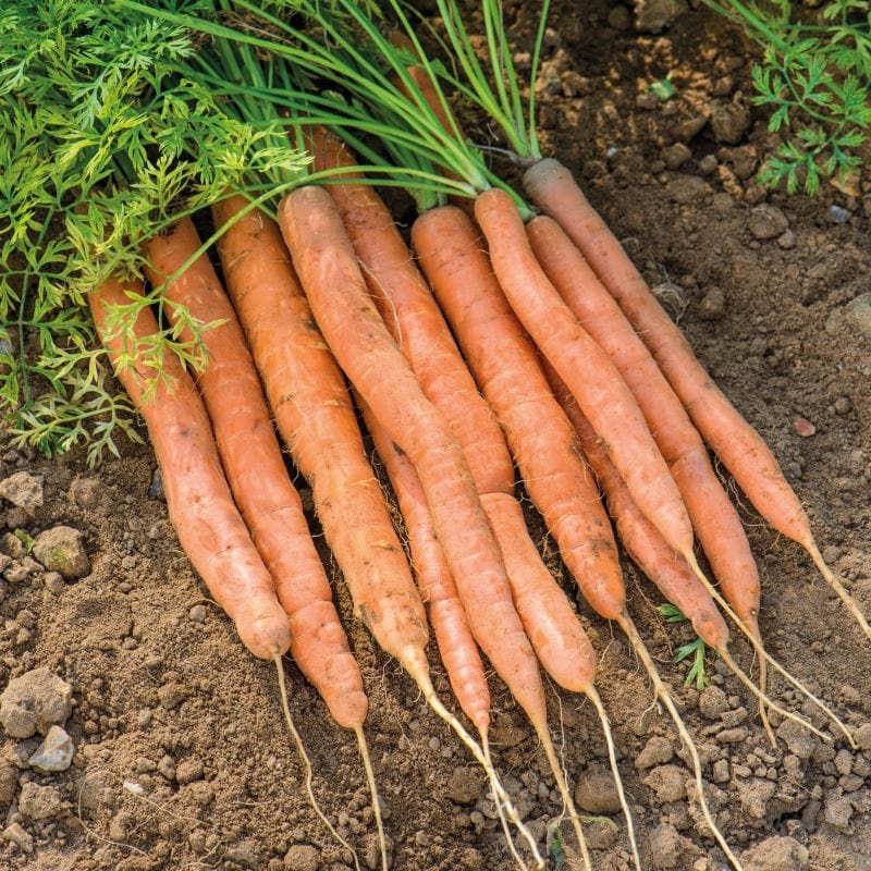 dt-brown VEGETABLE SEEDS Carrot Amsterdam Forcing 3 (Sprint) AGM Seeds