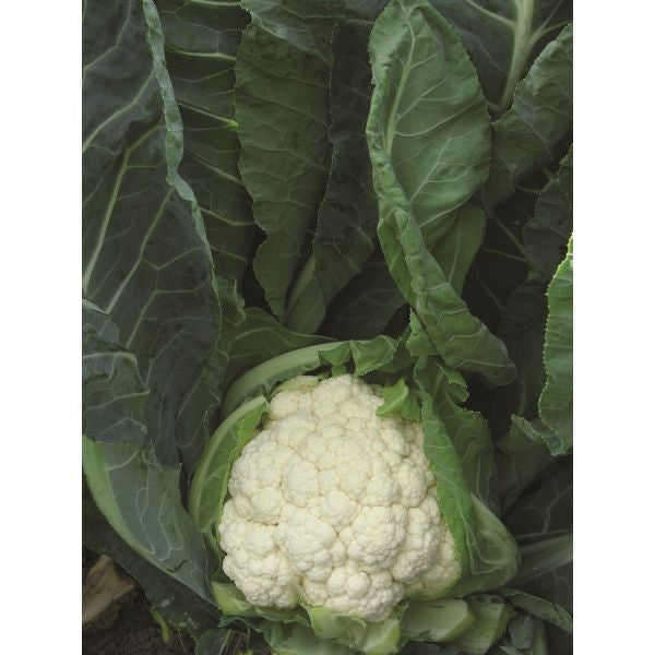 Cauliflower Chassiron F1 Seeds