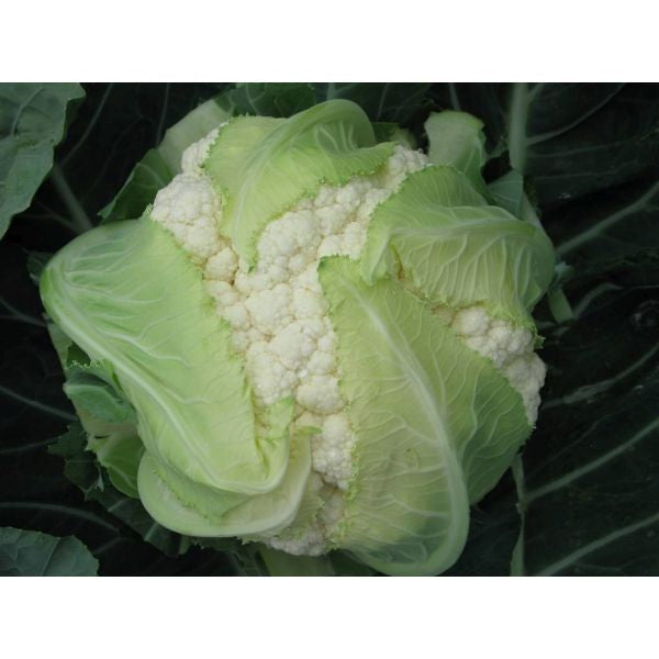 Cauliflower Chassiron F1 Seeds