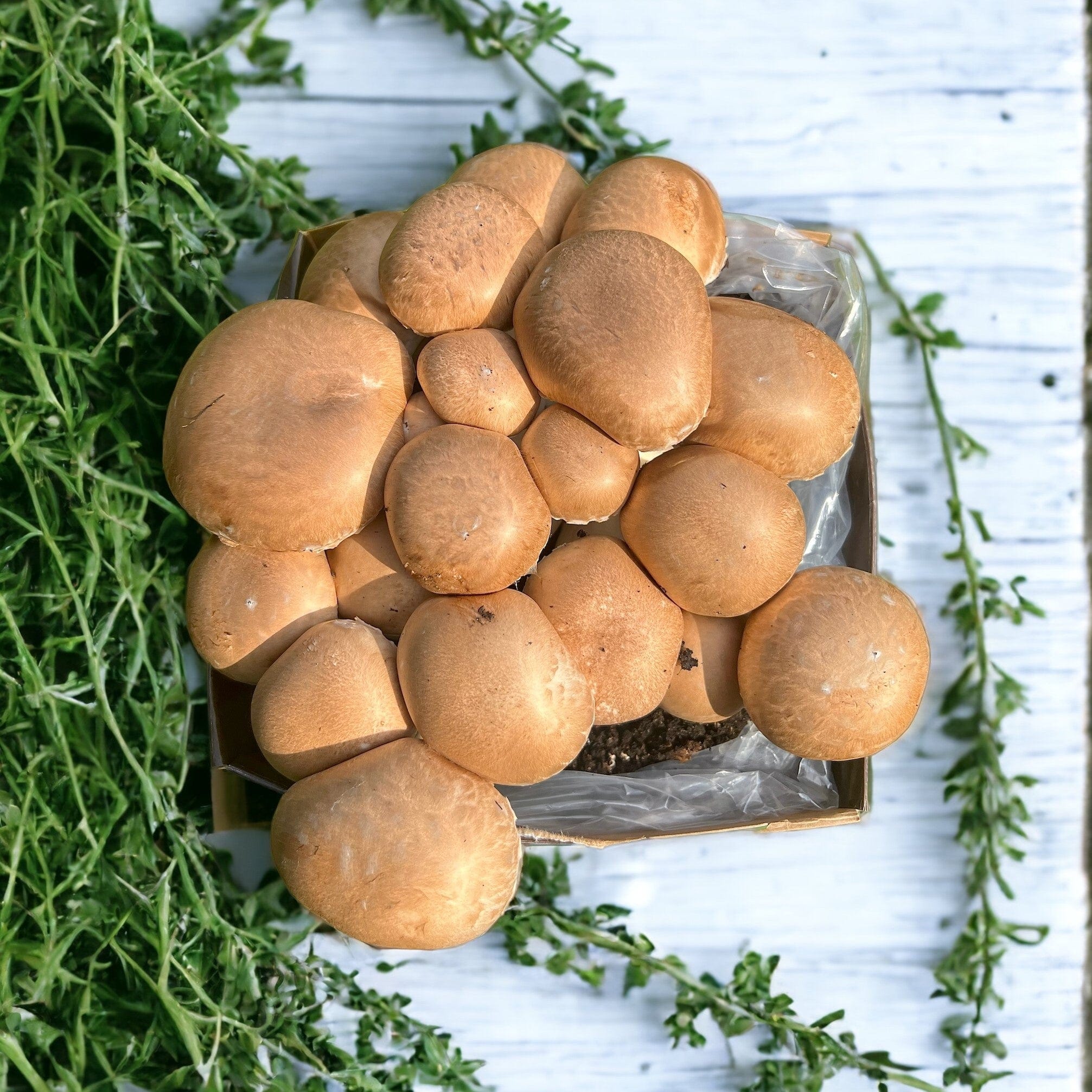 dt-brown HARDWARE Chestnut Mushrooms Home Grow Kit
